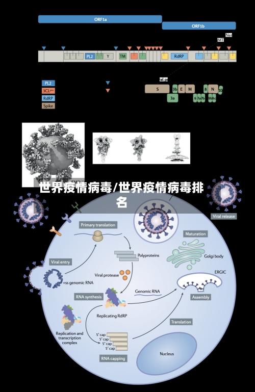 世界疫情病毒/世界疫情病毒排名