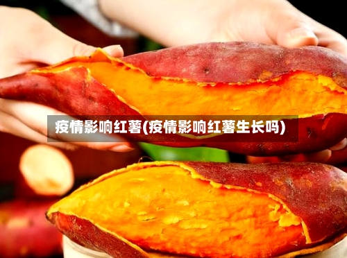 疫情影响红薯(疫情影响红薯生长吗)