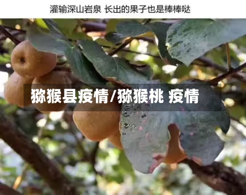 猕猴县疫情/猕猴桃 疫情-第2张图片