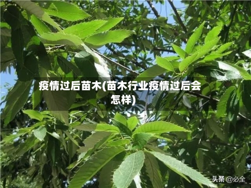 疫情过后苗木(苗木行业疫情过后会怎样)