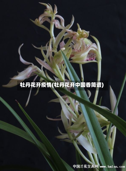 牡丹花开疫情(牡丹花开中国香简谱)-第2张图片