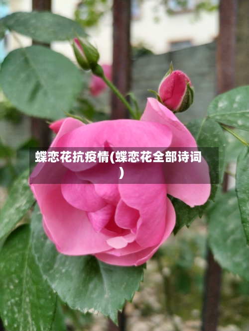 蝶恋花抗疫情(蝶恋花全部诗词)-第2张图片