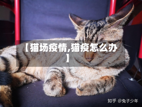 【猫场疫情,猫疫怎么办】