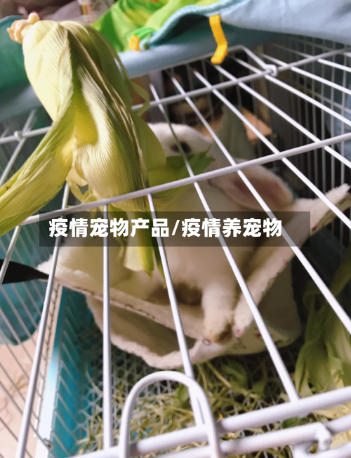 疫情宠物产品/疫情养宠物-第2张图片