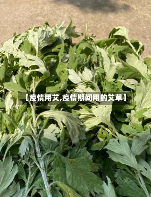 【疫情用艾,疫情期间用的艾草】